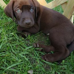 Labrador Retriever Puppies from Semper Fido Labradors