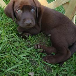 Labrador Retriever Puppies from Semper Fido Labradors