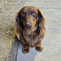 Rolo - Dachshund