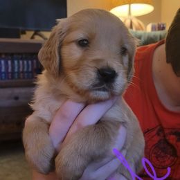 Purple collar - Dark golden female Golden Retriever puppy in Brush Prairie, Washington from Paradise Peaks