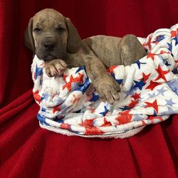 Great Dane Puppies from DeBruce Danes