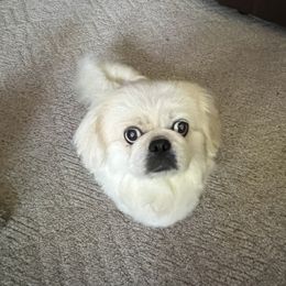 Magoo - Assorted Doodle Crosses