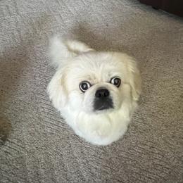 Magoo - Assorted Doodle Crosses