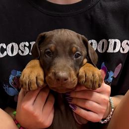 Red Boy - Red and rust male Doberman Pinscher puppy in Centralia, Missouri from TopSpots Farm