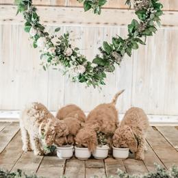 Goldendoodle Puppies from KandE Doodles