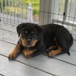 Rottweiler Puppies from vom Brismore Rottweilers