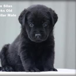 Lime Collar Male - Black male Labrador Retriever puppy in Huntington, Texas from Soggy Bottom Retrievers