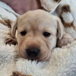 Text Me - Yellow female Labrador Retriever puppy in Martinsburg, West Virginia from Fetching Labrador Retrievers
