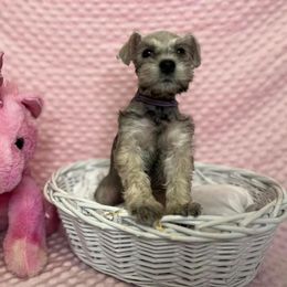 Miniature Schnauzer Puppies from S & S Miniature Schnauzer