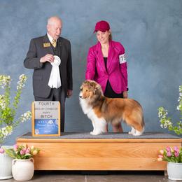 Leia - Shetland Sheepdog
