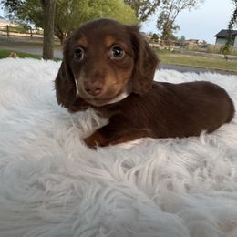 Rocket - Chocolate and cream male Dachshund puppy in Ontario, Oregon from Get A Long Little Doggie