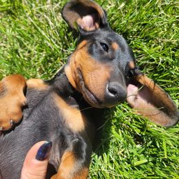 Dachshunds from Michael's Dachshunds