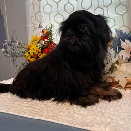 Duke - Black and tan male Shih Tzu puppy in Elgin, South Carolina from Silver Bells Paw Prints
