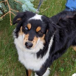 Hazel - Miniature Australian Shepherd