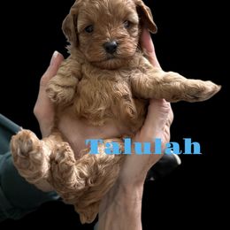 Cockapoo Puppies from Martin's Cockapoos
