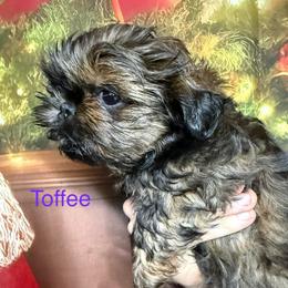 Toffee - Brindle female Shih Tzu puppy in Russellville, Kentucky from The Patriot Tzu