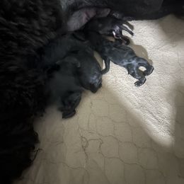 Collie, Poodle, and Shetland Sheepdog Puppies from Adiame Kennels
