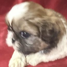 SoJack - Red and white male Shih Tzu puppy in Corpus Christi, Texas from Pam Crump Shih Tzu