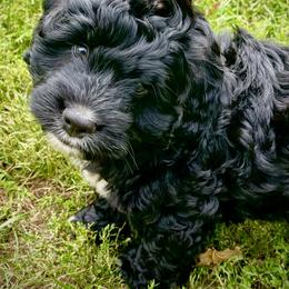Bernedoodle Puppies from Pleasant Creek Minibernedoodles