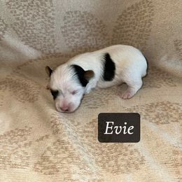 Evie - Parti female Yorkshire Terrier puppy in Clarksburg, Indiana from Hidden Gems Parti Yorkies