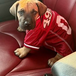 Boerboel Puppies from Heritage Boerboels