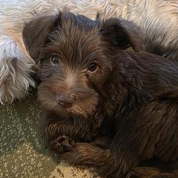Bluey - Liver male Miniature Schnauzer puppy in Fredericksburg, Virginia from Jentz Family Schnauzers