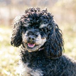 Eve - Poodle
