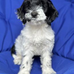 Cockapoo and Goldendoodle Puppies from Capital Doodles