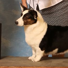 Cardigan Welsh Corgis, Keeshonden, and Rottweilers from KeeRocka Show Dogs