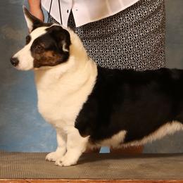 Cardigan Welsh Corgis, Keeshonden, and Rottweilers from KeeRocka Show Dogs