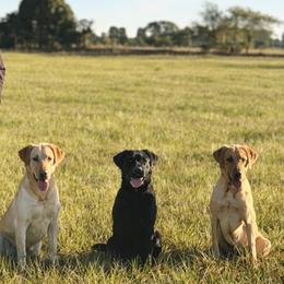 Labrador Retrievers and Poodles from Kounty Line Kennel LLC