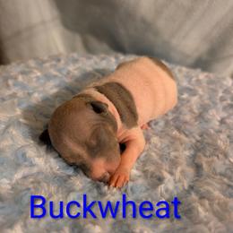 Buckwheat - Blue fawn and white male American Hairless Terrier puppy in Phoenix, Arizona from Bare Valley