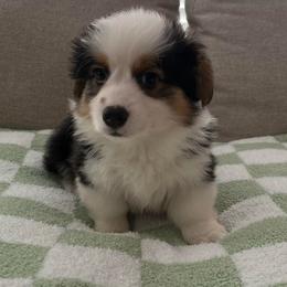 Navy - Black and tan male Pembroke Welsh Corgi puppy in Waco, Texas from The Comma Corgis