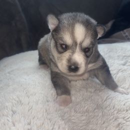Lotto - Tri-color male Pomsky puppy in Burton, Michigan from Snow Shark Pomskys