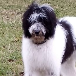 Goldendoodles and Sheepadoodles from Doodles of SW Florida