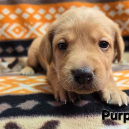 Girl 5 - Yellow female Labrador Retriever puppy in Potosi, Wisconsin from Point and Flush Gun Dogs
