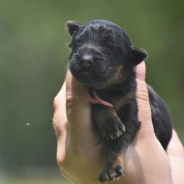 Pink collar female - Black and red female German Shepherd puppy in Marianna, Florida from Haus M Godwin