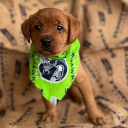 Wynn - Yellow female Labrador Retriever puppy in Puyallup, Washington from 12 Door Farm Labradors
