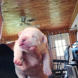 Tori - White female American Bulldog puppy in Abita Springs, Louisiana from Slumski's Bulldogs
