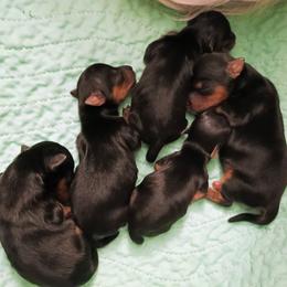 Sandy - Black and tan male Yorkshire Terrier puppy in New Holland, Pennsylvania from Ellie's Cute as a Button Yorkies