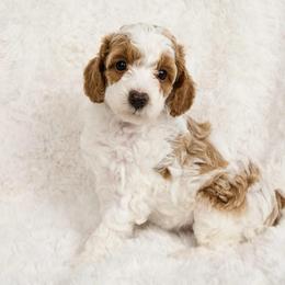 Hazel - Parti female Poodle puppy in Ephrata, Pennsylvania from Ella’s Cottage Poodles