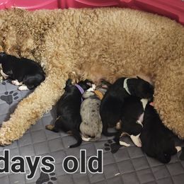 Aussiedoodle Puppies from Parrish Precious Ones