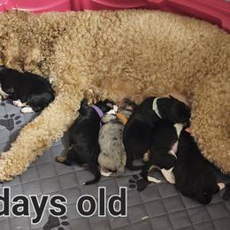Aussiedoodle Puppies from Parrish Precious Ones