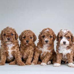 Poodle puppies from Miami Toy Poodles