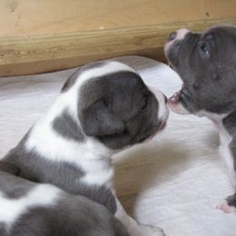 American Bully Puppies from Stacey Criswell