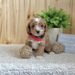 F1B Meet Prescott :) - Blenheim male Cavapoo puppy in Centerville, Iowa from Barnyard Dachshunds, Dals & Doodles