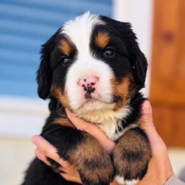 Neville - Black rust and white male Bernese Mountain Dog puppy in Paradise Valley, Nevada from Bayles Berners