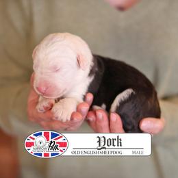 York - Gray and white male Old English Sheepdog puppy in Cleveland, Tennessee from Narrow Path Old English & Sheepadoodles