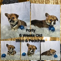 Party - Red male Pembroke Welsh Corgi puppy in Kiowa, Colorado from Cool Water Corgis LLC