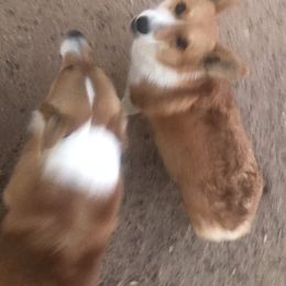 Mica bella - Pembroke Welsh Corgi